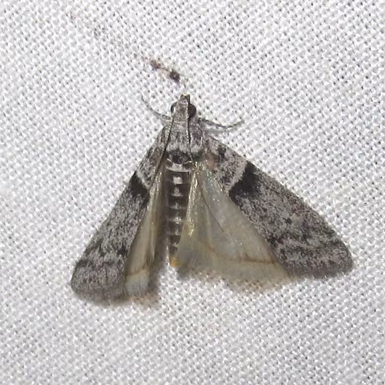 Myelopsis minutulella