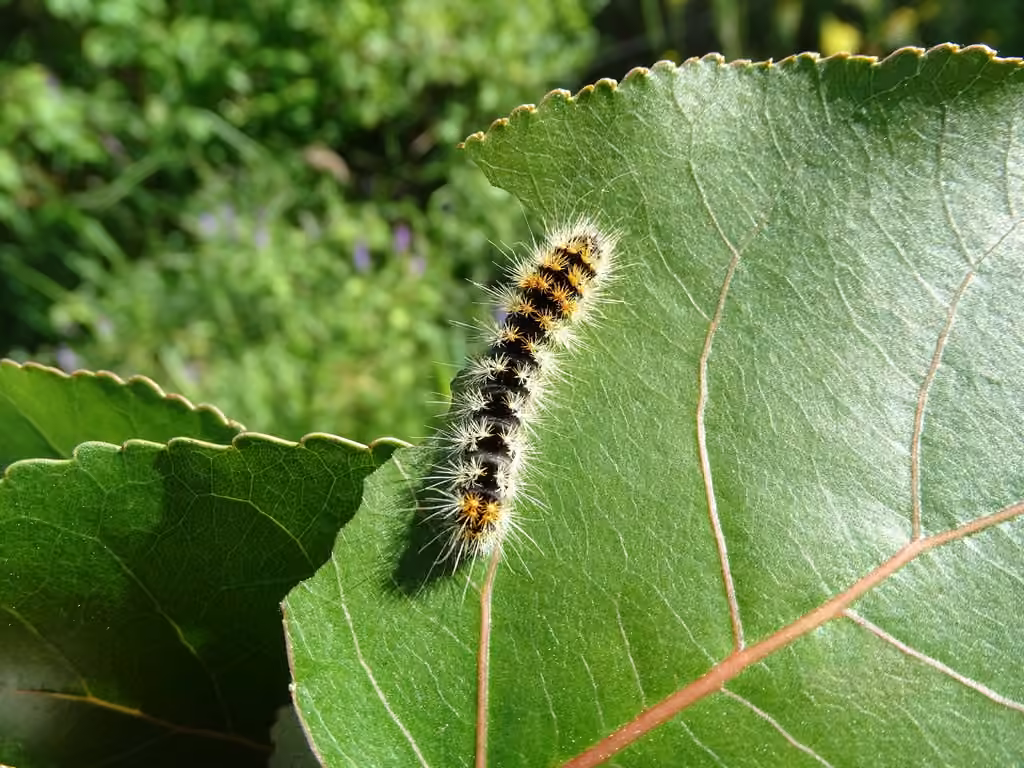 Impressive Dagger, Caterpillar