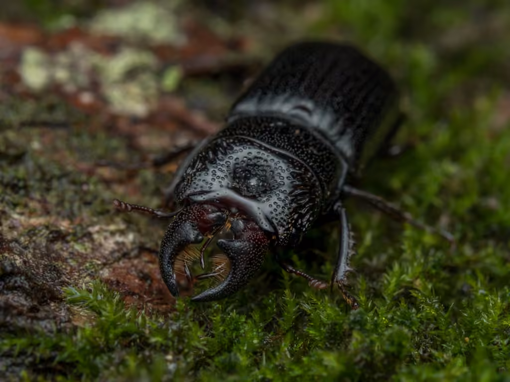 Red-rot Decay Stag Beetle, photo 3 of 5