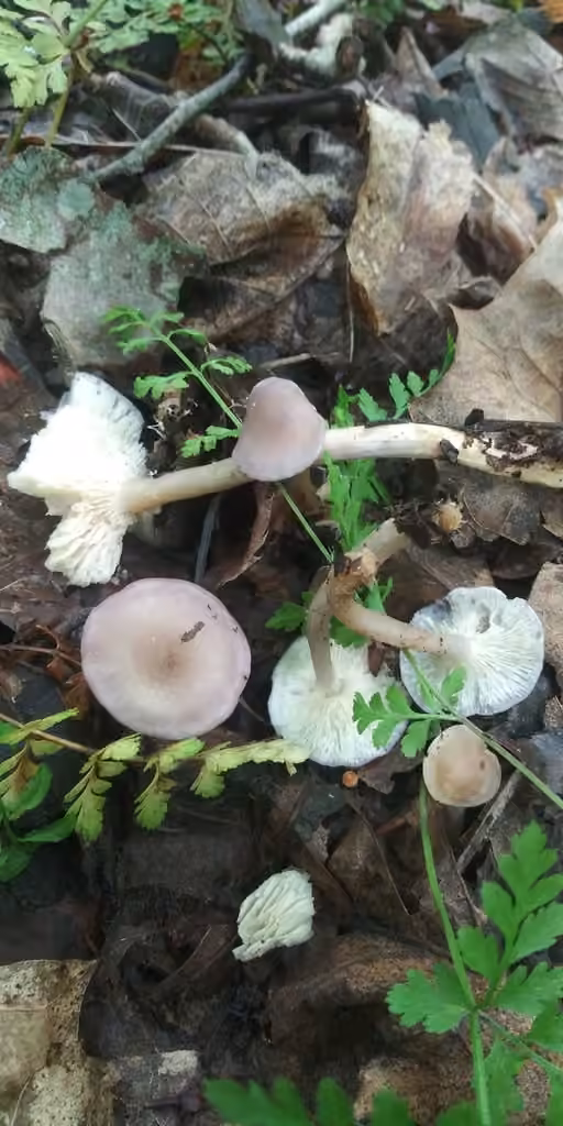 Calocybe violet, photo 3 sur 5