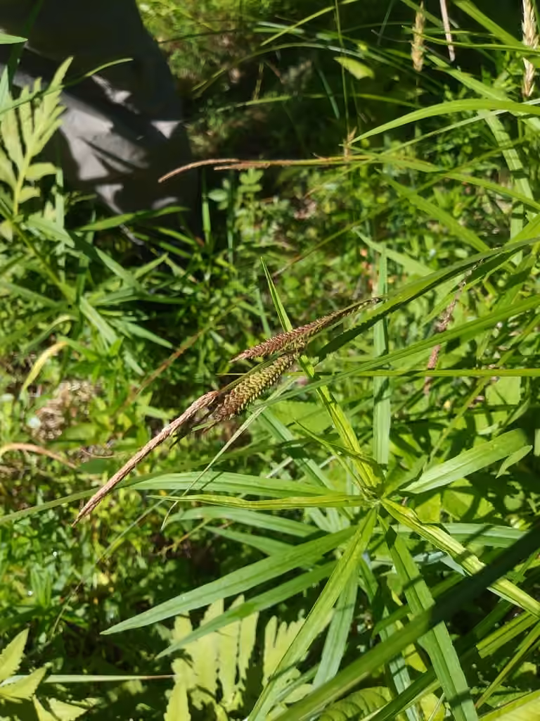 Carex raide, En fruits