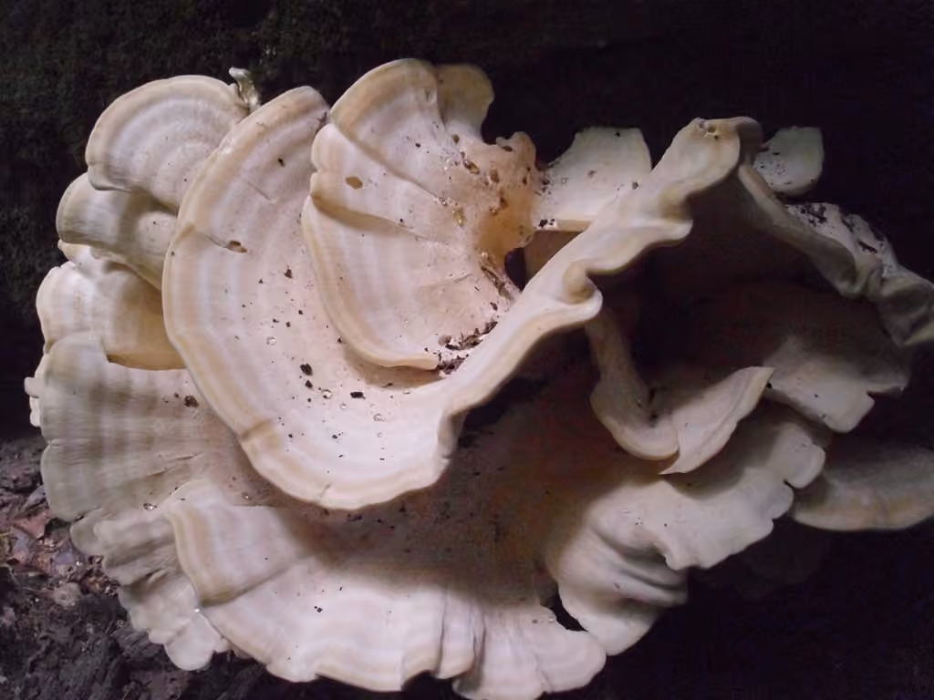 Polypore de Berkeley