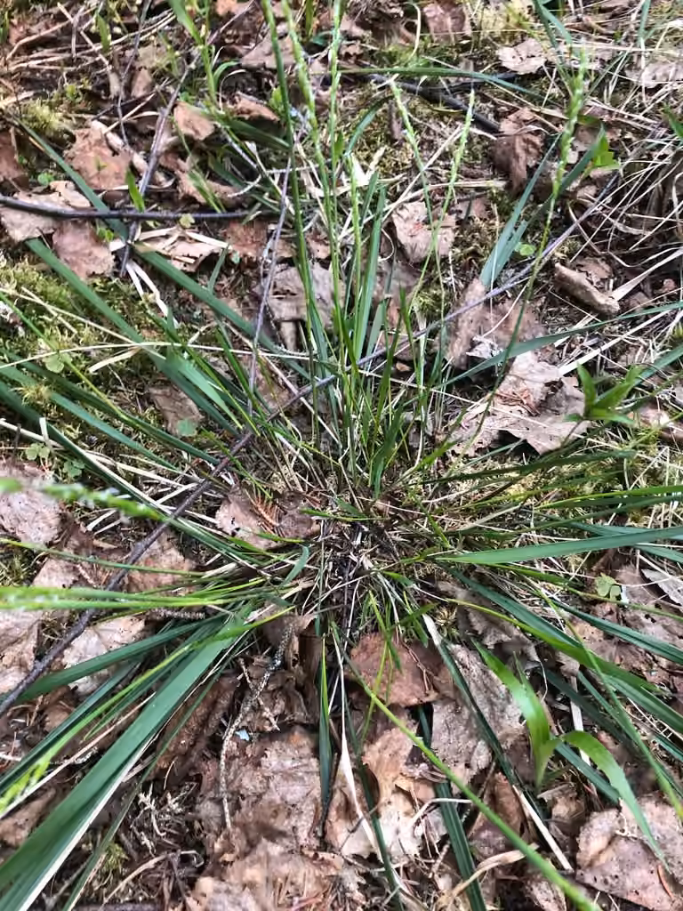 Oryzopsis à feuilles rudes, En fruits