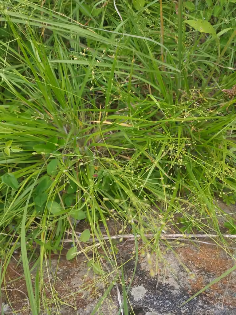 Low white-haired panicgrass, In fruit