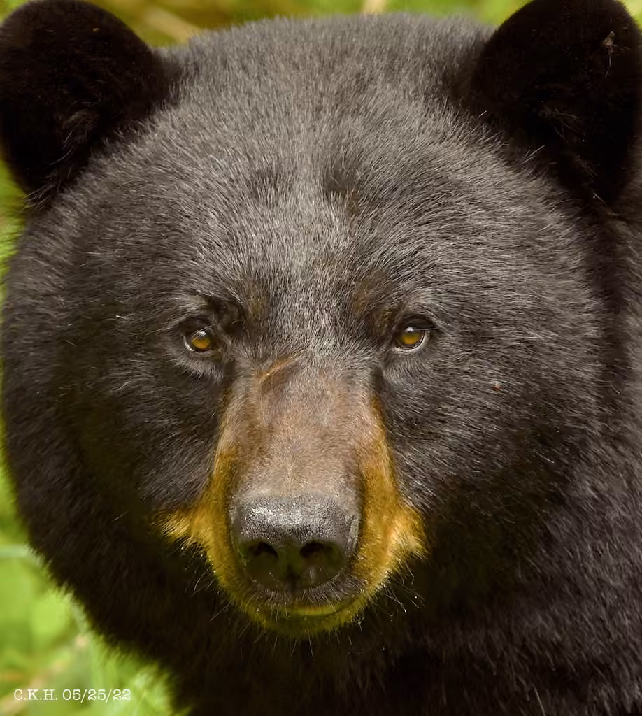 Ours noir, photo 1 sur 5