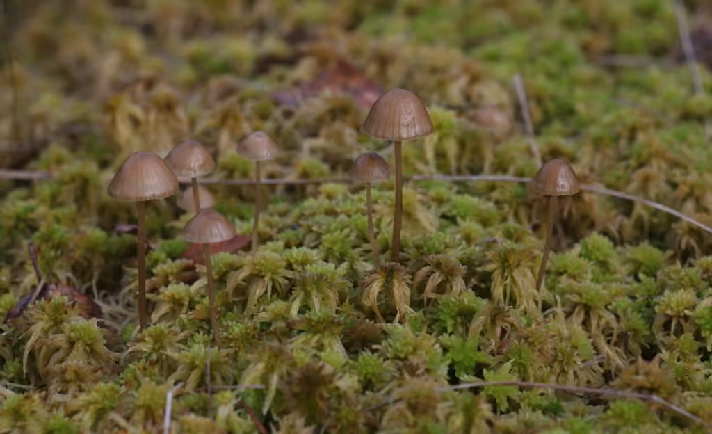 Mycène de la forêt noire, photo 2 sur 5