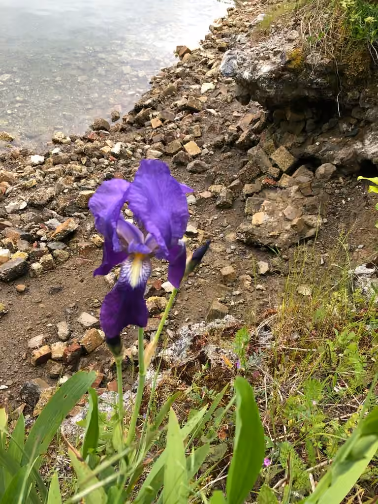 German iris, In flower