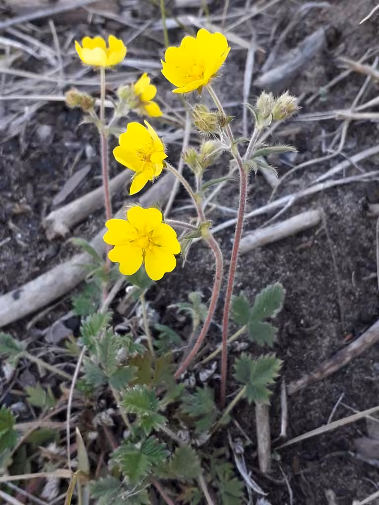 Potentille des escarpements, photo 1 sur 5