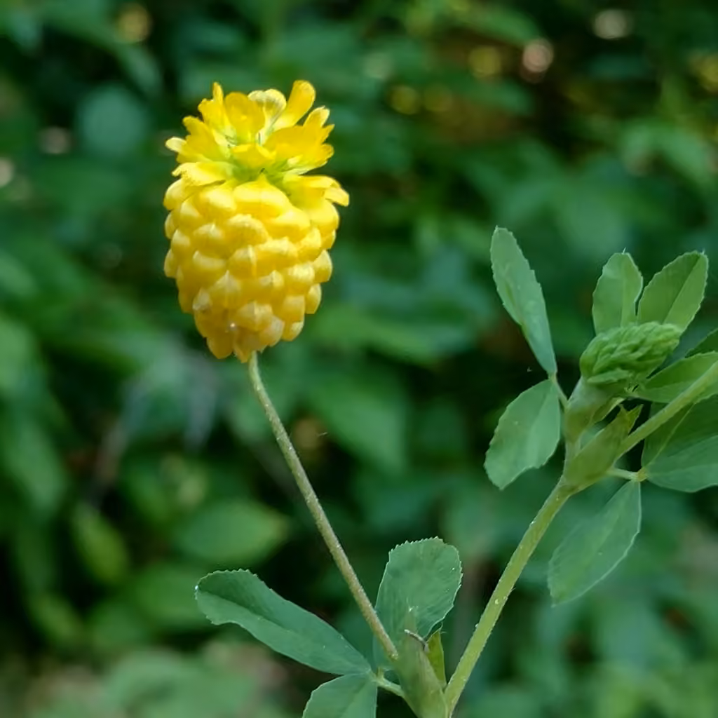 Trèfle doré, En fleurs
