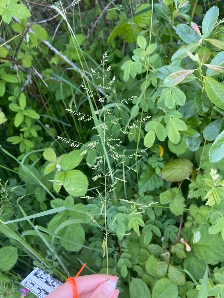 Pâturin rude, En fleurs