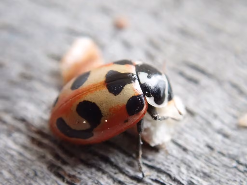 Coccinelle à parenthèses, Adulte