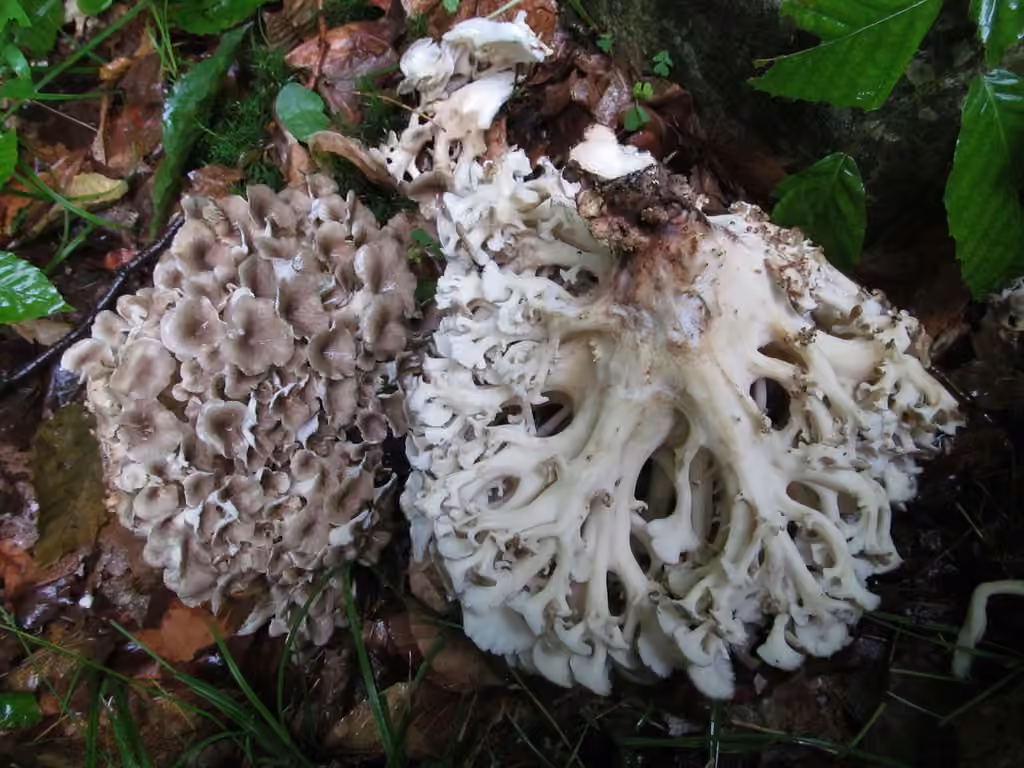 Umbrella Polypore, photo 2 of 5