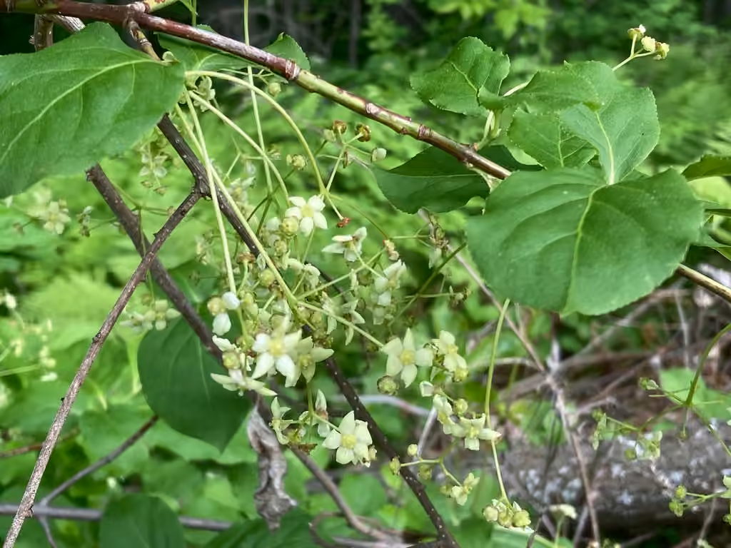 Fusain a larges feuilles, En fleurs