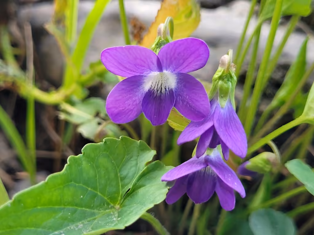 New England violet, photo 1 of 5