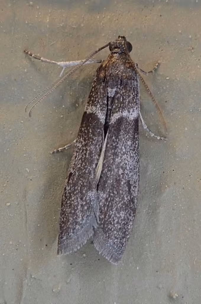 Myelopsis subtetricella, Adult