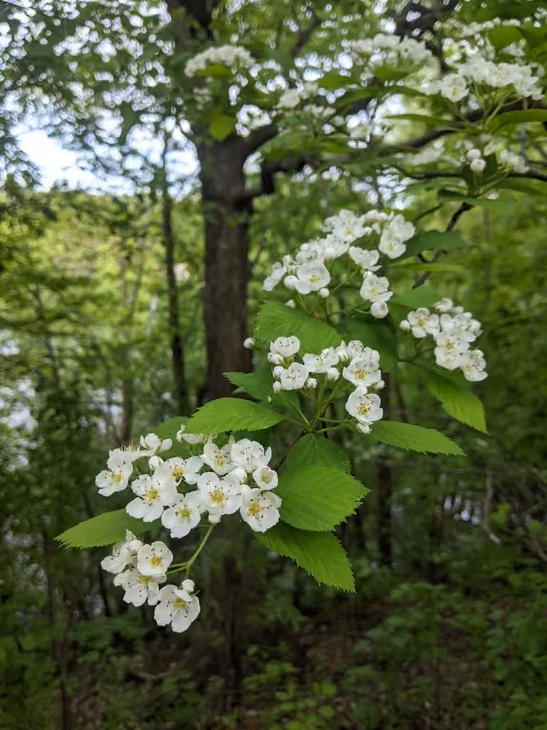 Aubépine à épines longues, En fleurs