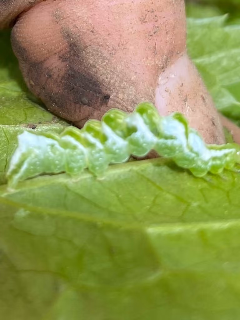 Pink-patched Looper Moth, Chenille