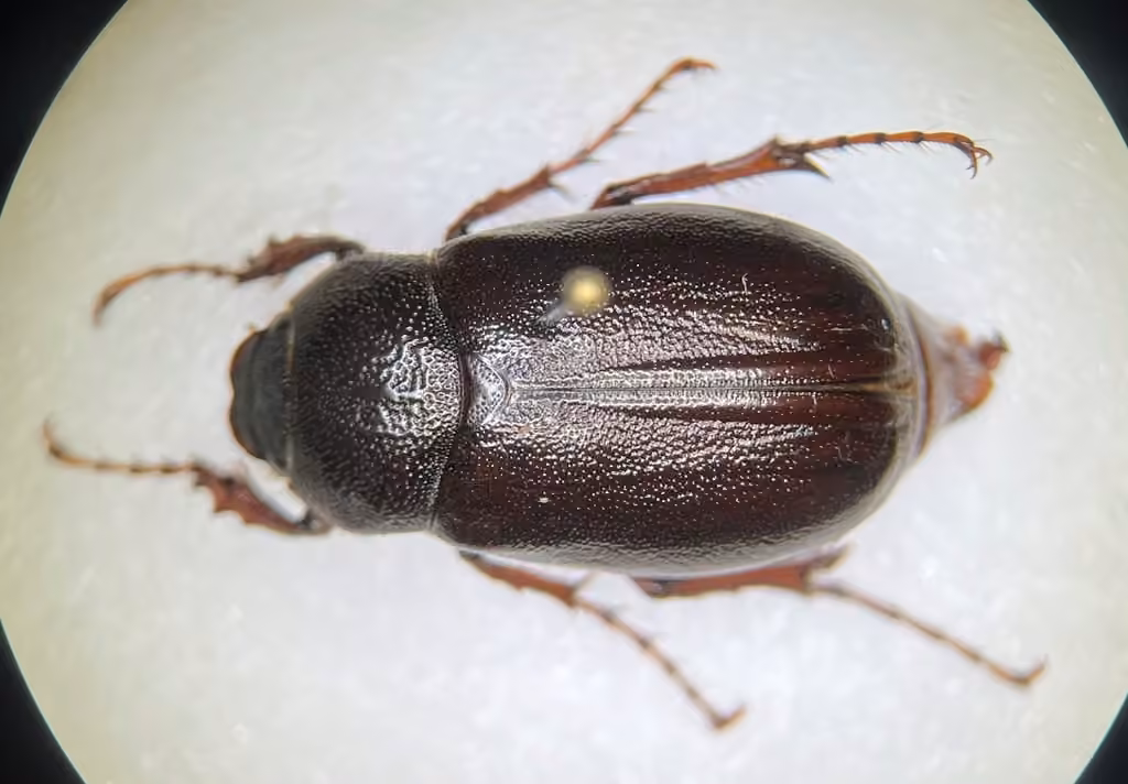 Rough chafer, photo 2 of 5