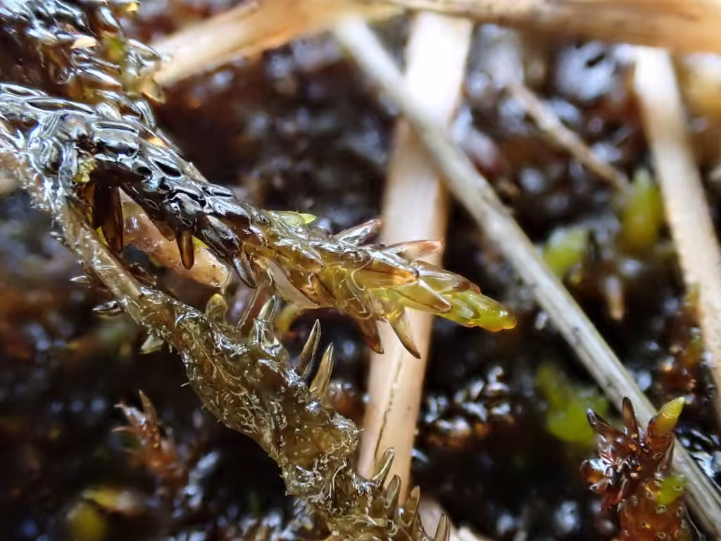 Twiggy Spear-moss, photo 2 of 5