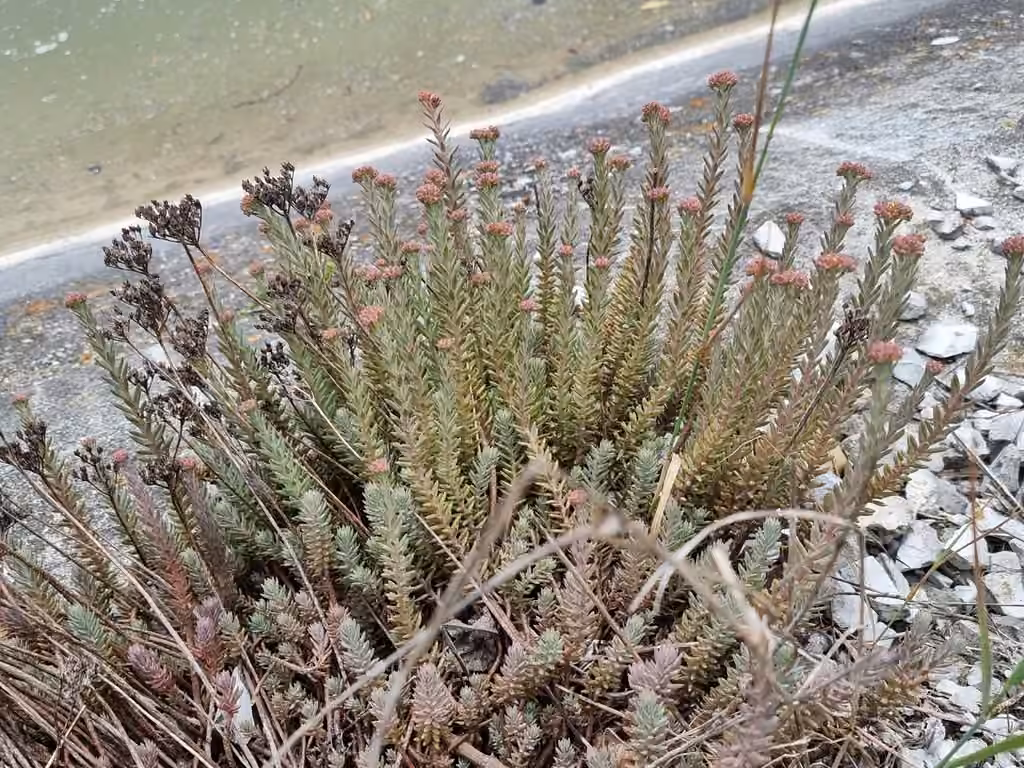 Petrosedum orientale, photo 3 of 5