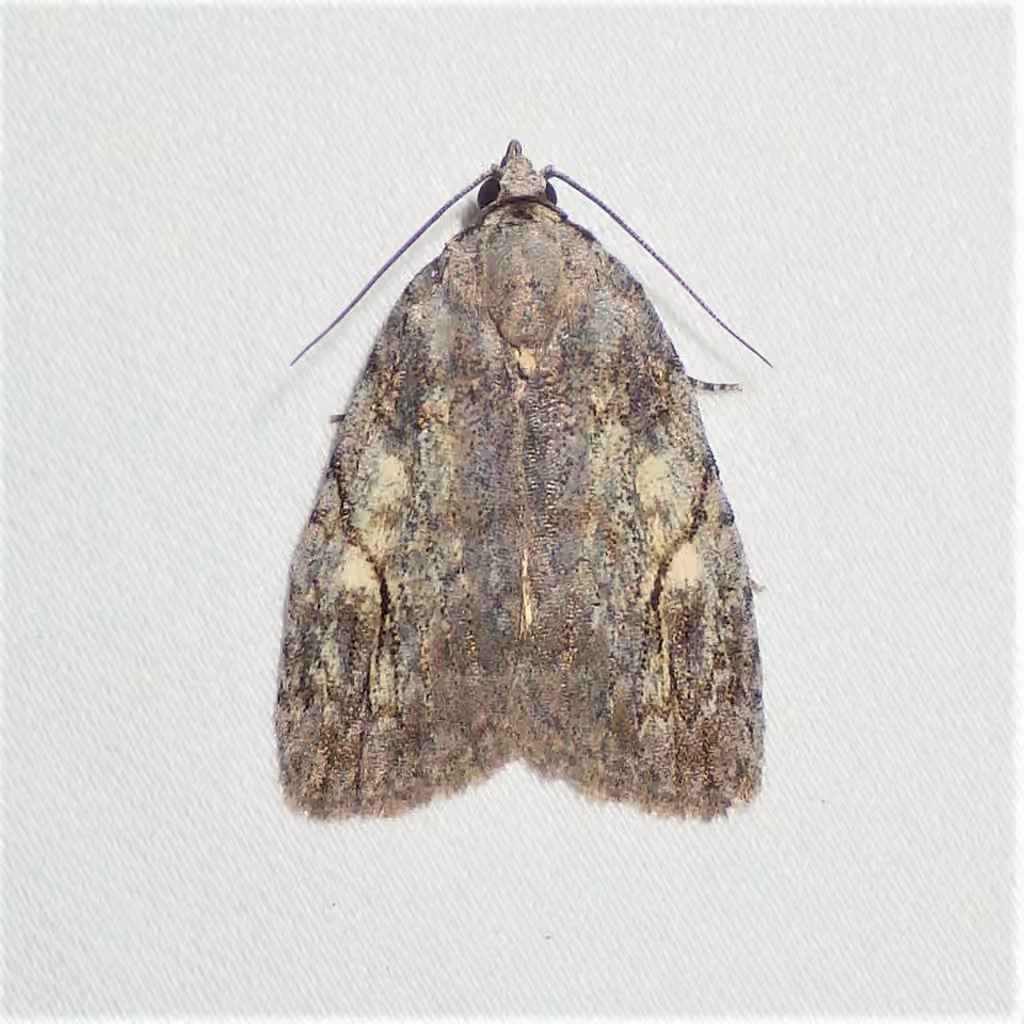White-blotched Balsa Moth