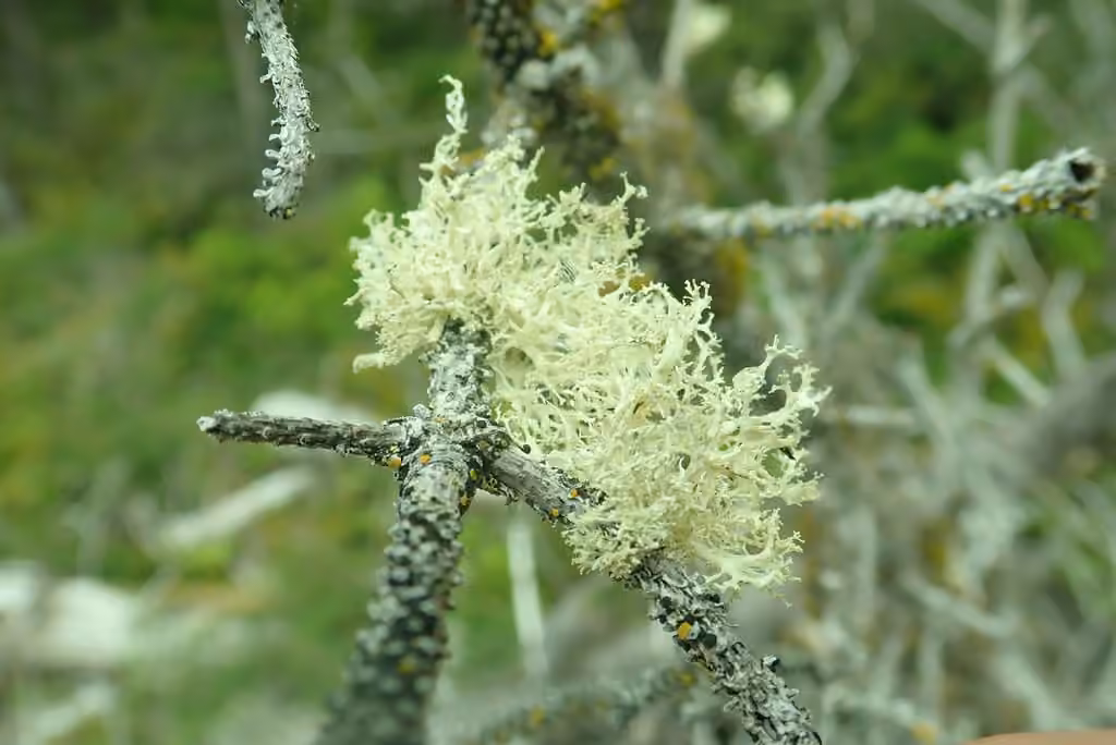 Ramaline effilochée, photo 3 sur 5