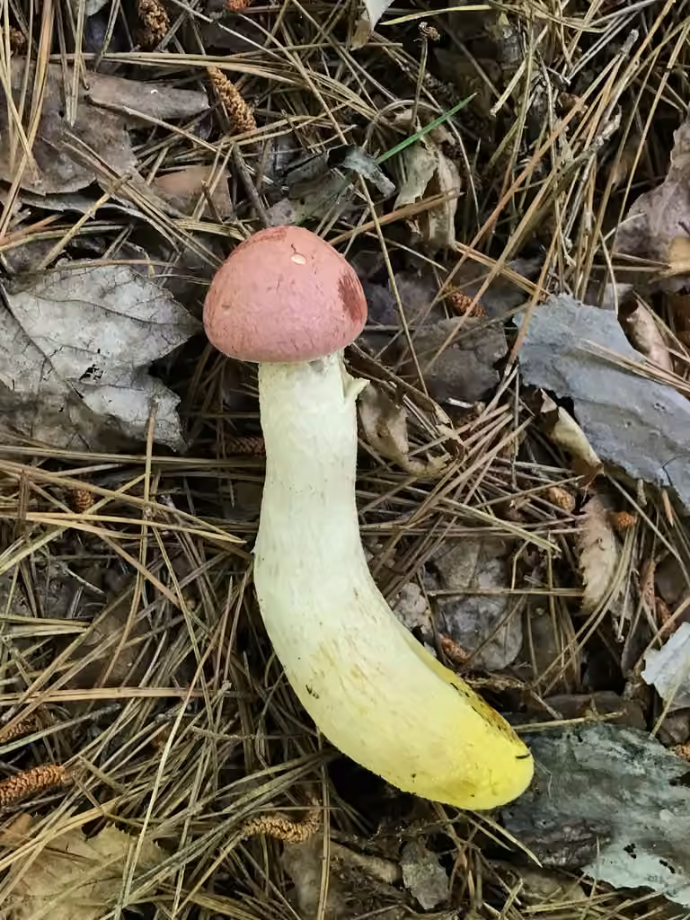 Bolet à pied jaune vif, photo 2 sur 5