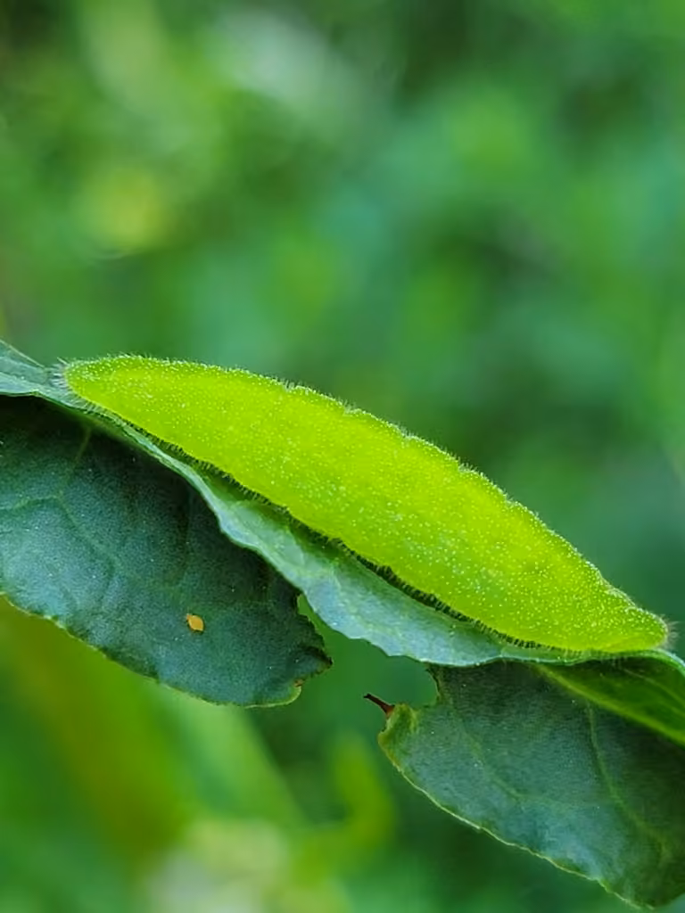 Bronzé, Chenille
