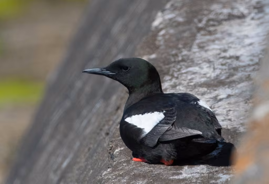 Black Guillemot, photo 3 of 5