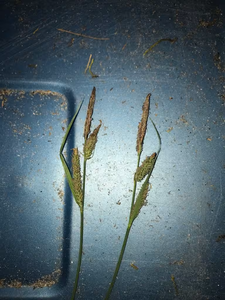 Hayden's sedge, In flower