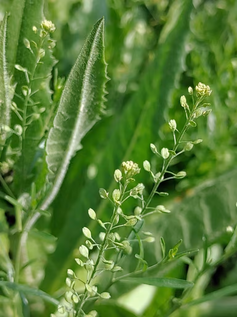Roadside pepperweed, Flower buds