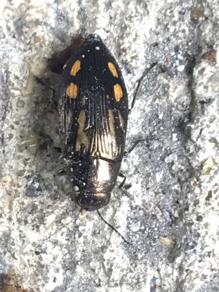 Spotted-wing jewel beetle, Adult