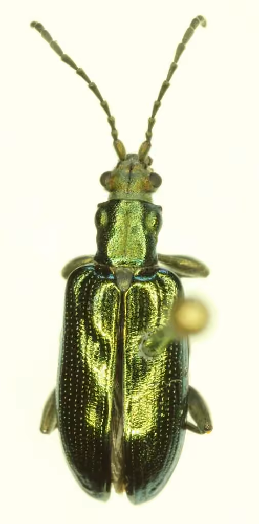 Lustrous reed beetle, Adult