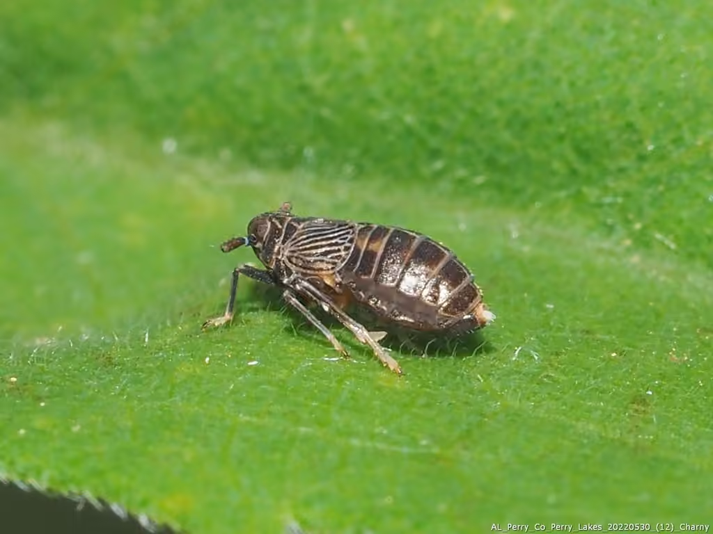 Pissonotus brunneus, photo 3 sur 5