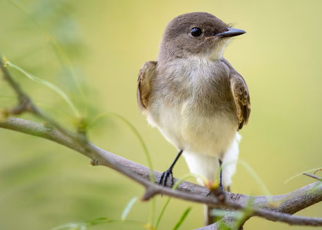 Eastern Phoebe, photo 1 of 5