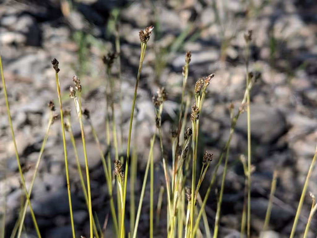 Carex ivoirin, photo 1 sur 5