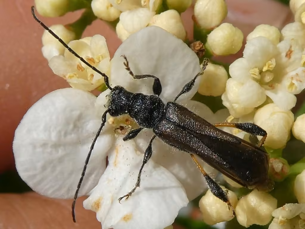 Blood-necked Longhorn Beetle, Male