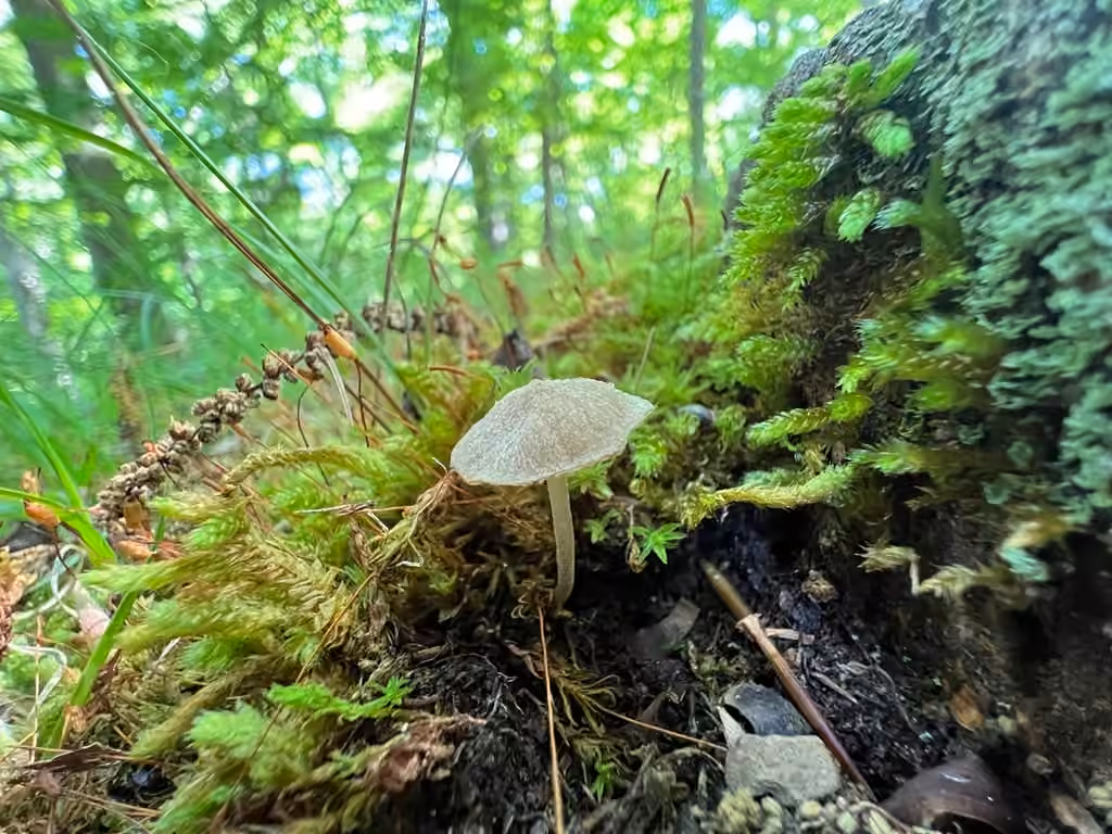 Entoloma rhodocylix, photo 2 of 5