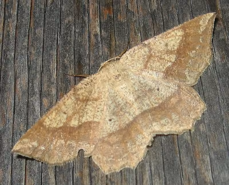 Ochre Euchlaena Moth, Adulte