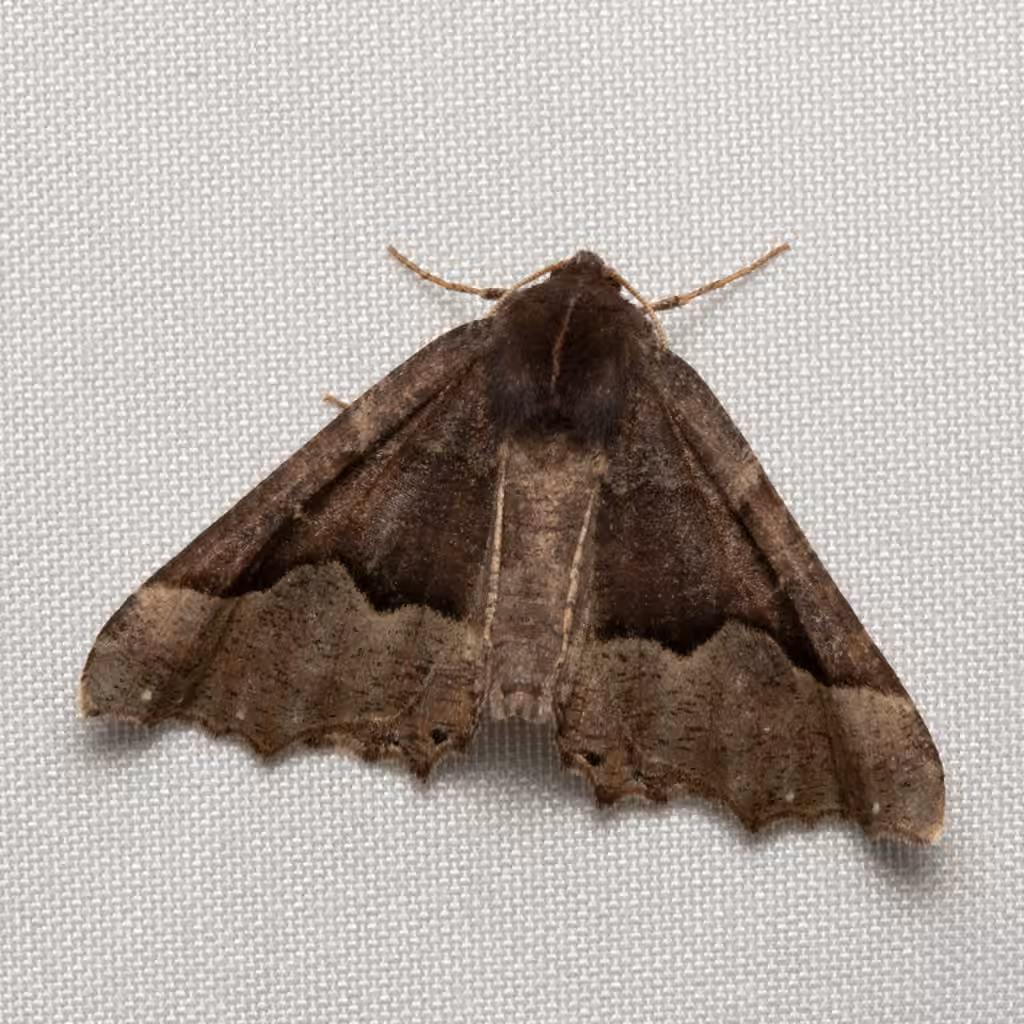 Honest Pero Moth, Adulte