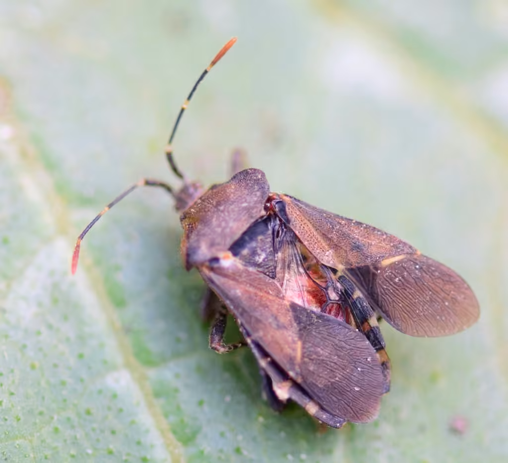 Horned Squash Bug, Male