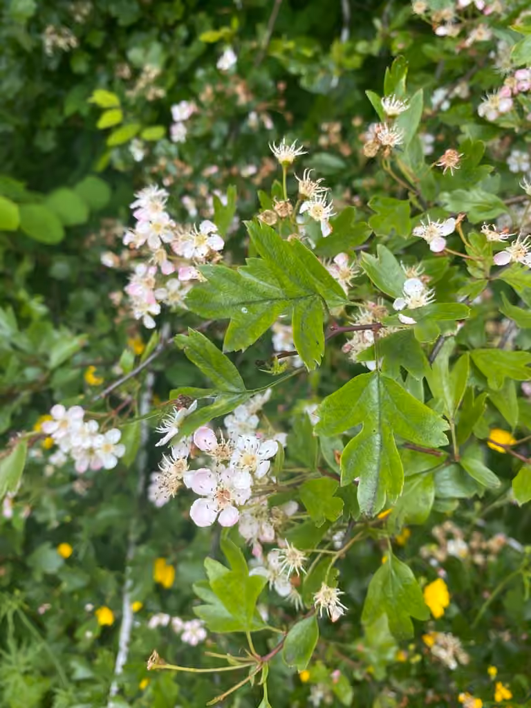Aubépine monogyne, En fleurs