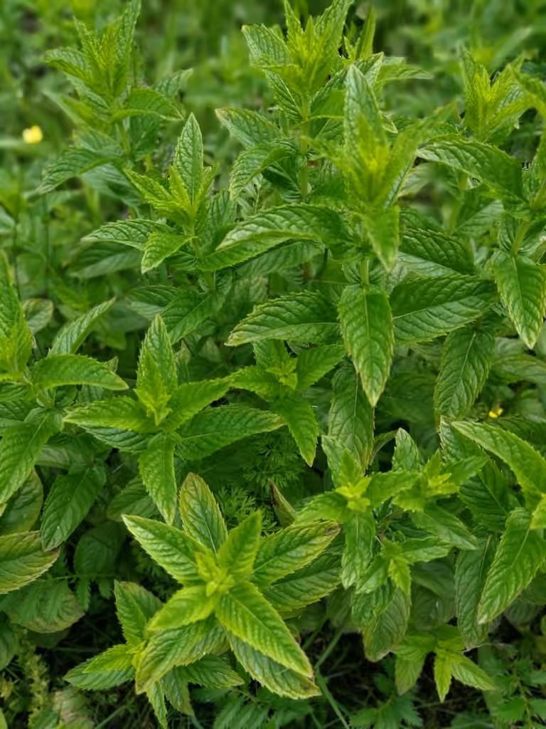 Spearmint, photo 3 of 5