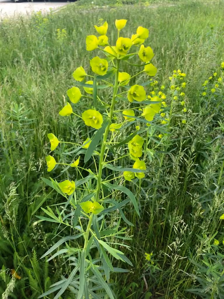Euphorbe de Tommasini, photo 1 sur 5