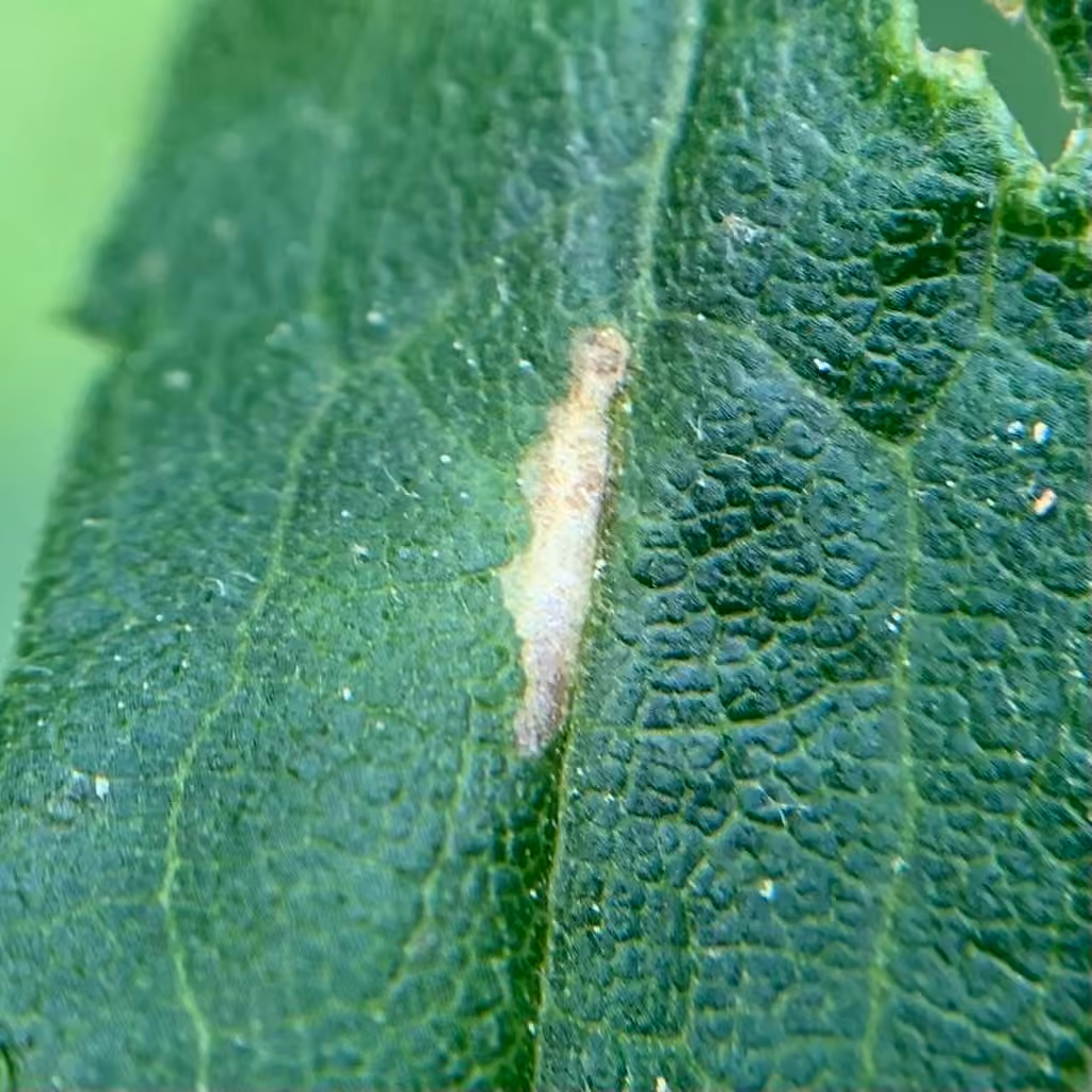 Scrobipalpula sacculicola, Mine