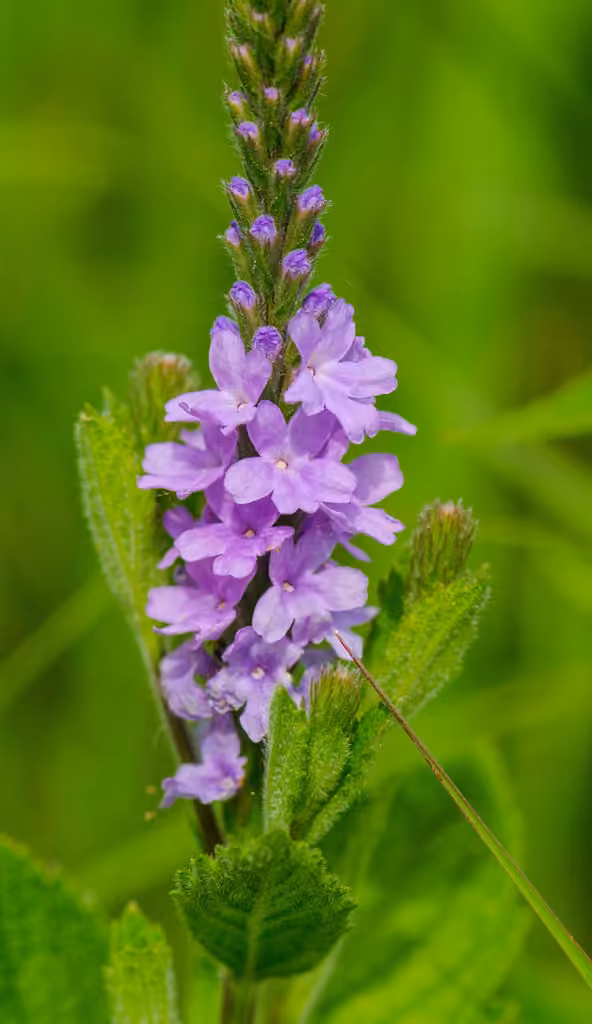 Verveine veloutée