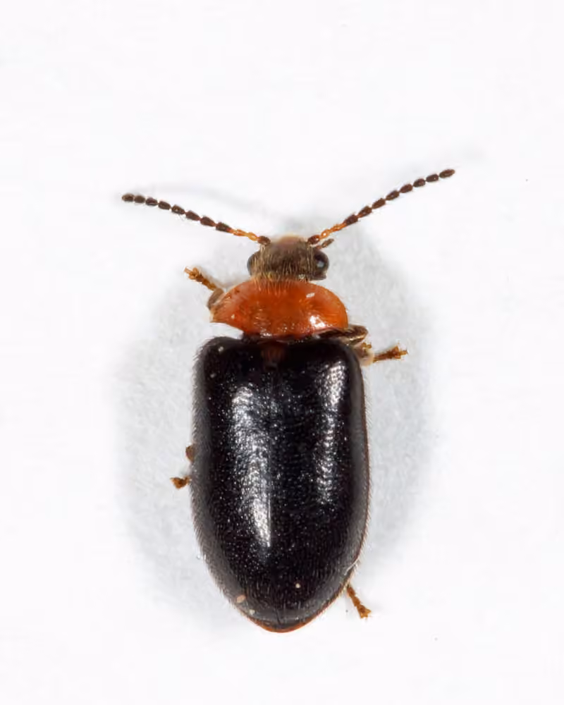 Collared Marsh Beetle, Adult
