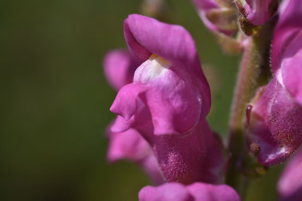 Garden snapdragon, photo 1 of 5