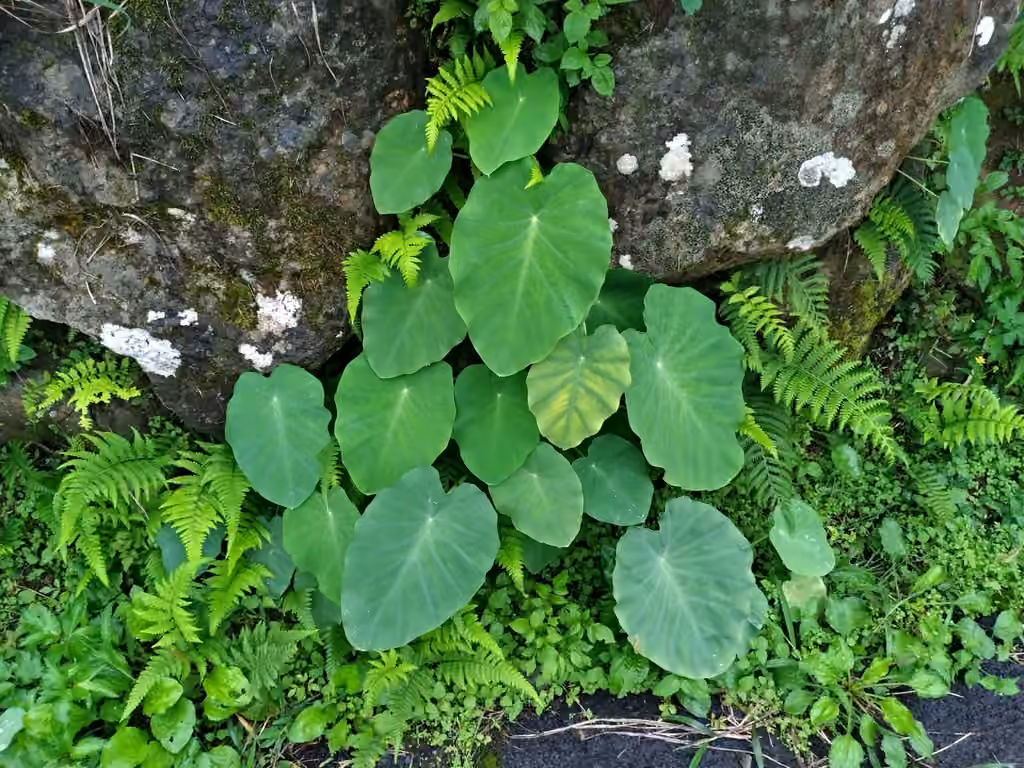 Colocasie, photo 1 sur 5