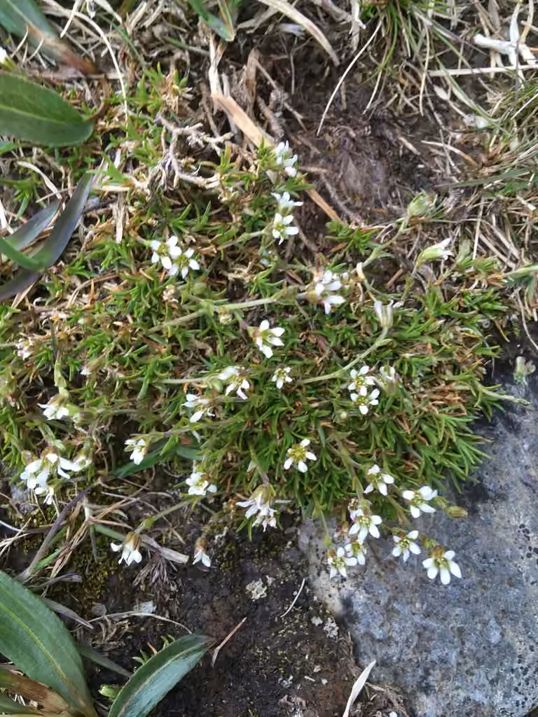 Minuartie à deux fleurs, En fleurs